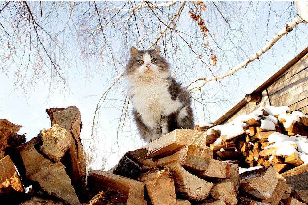 Фотография автора Людмила Иванова