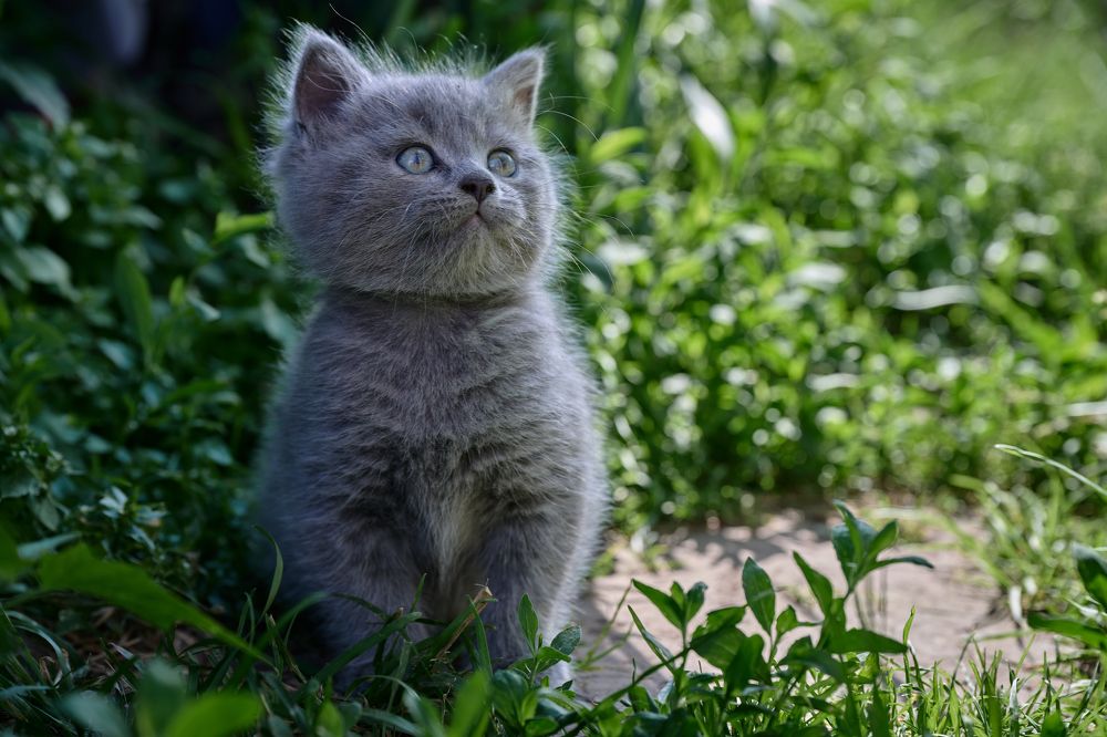 Photograph by Adler Roman