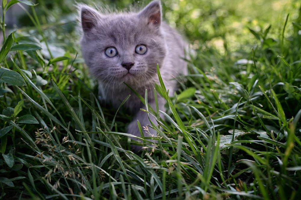 Photograph by Adler Roman