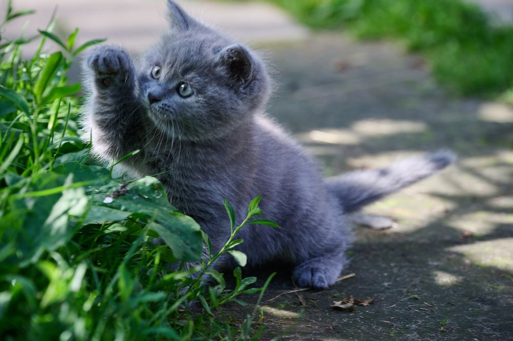 Photograph by Adler Roman