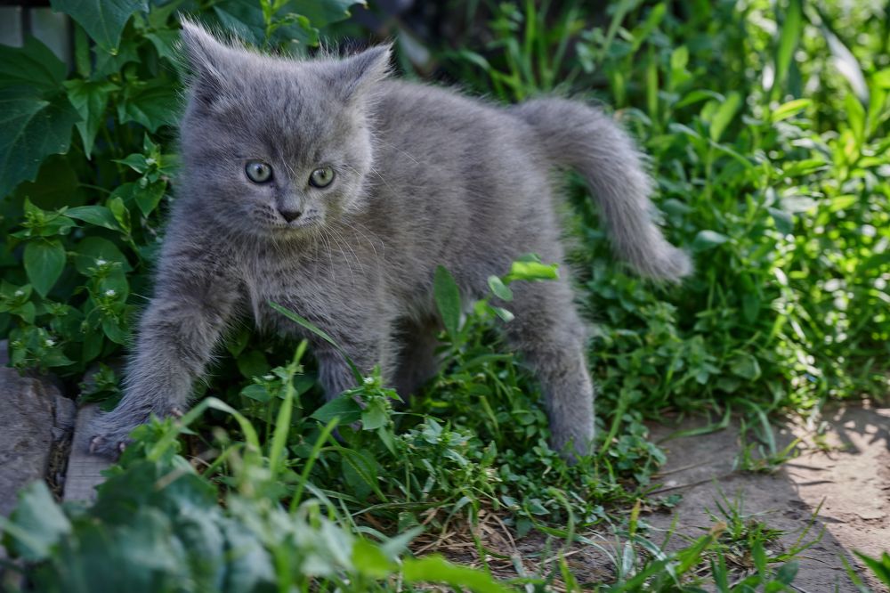 Photograph by Adler Roman