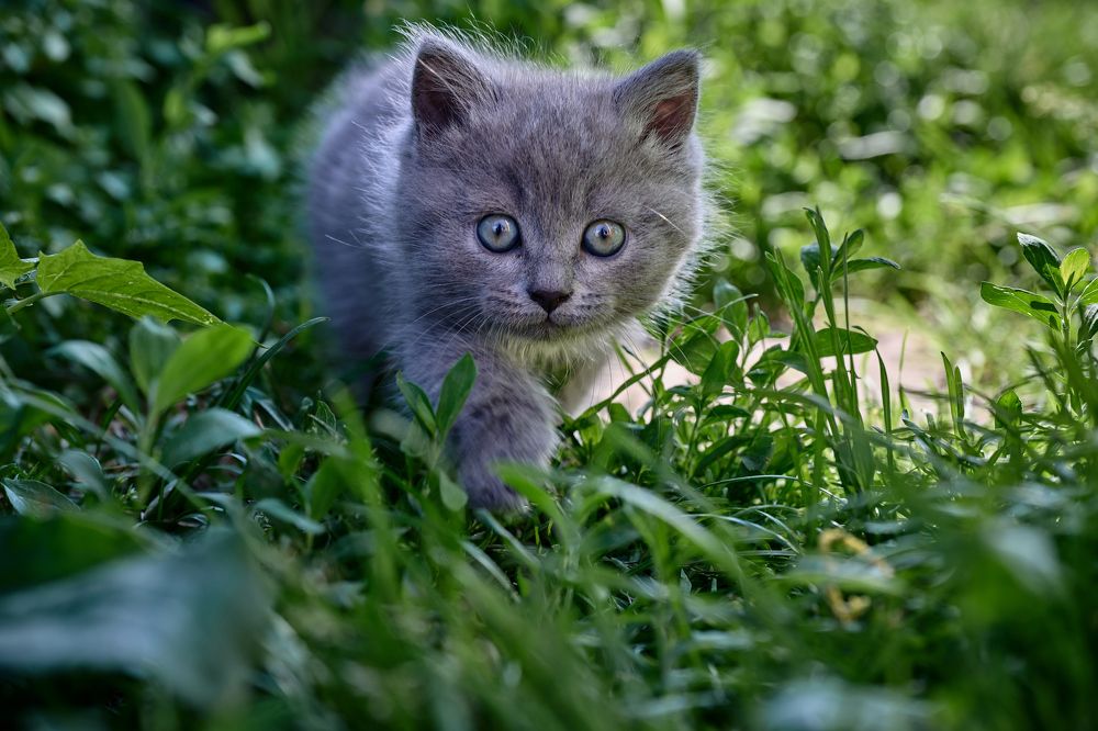 Photograph by Adler Roman