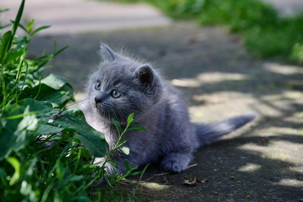 Photograph by Adler Roman