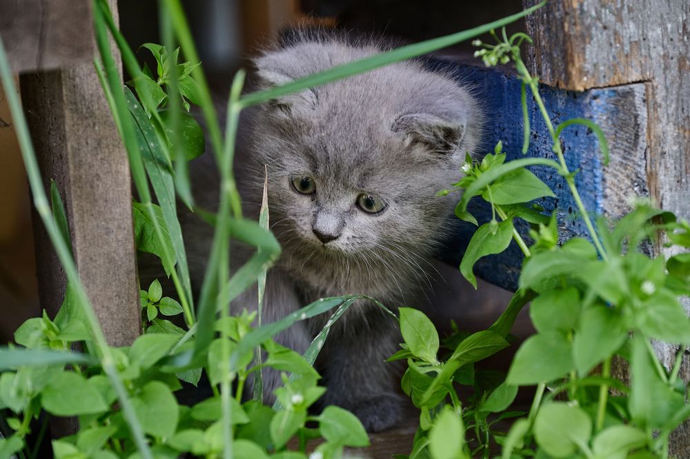 Photograph by Adler Roman