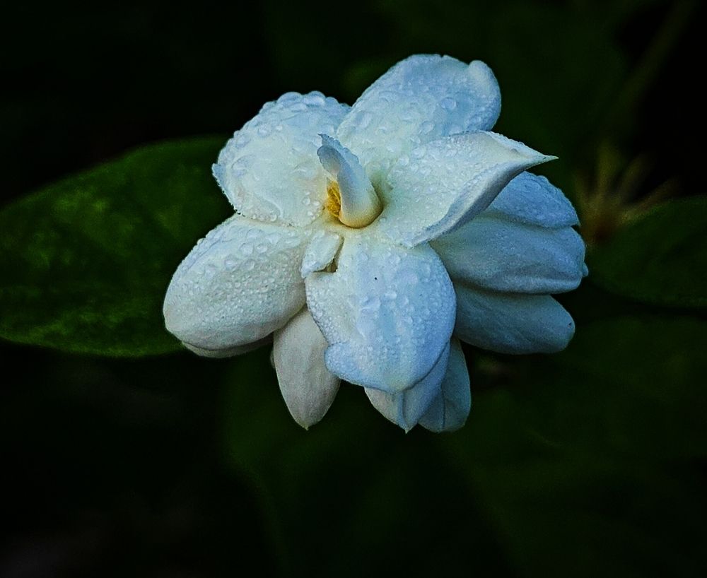 Jasmine flower