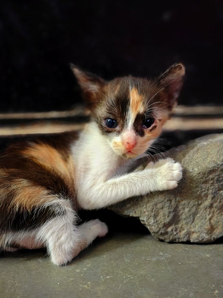 Cute cat