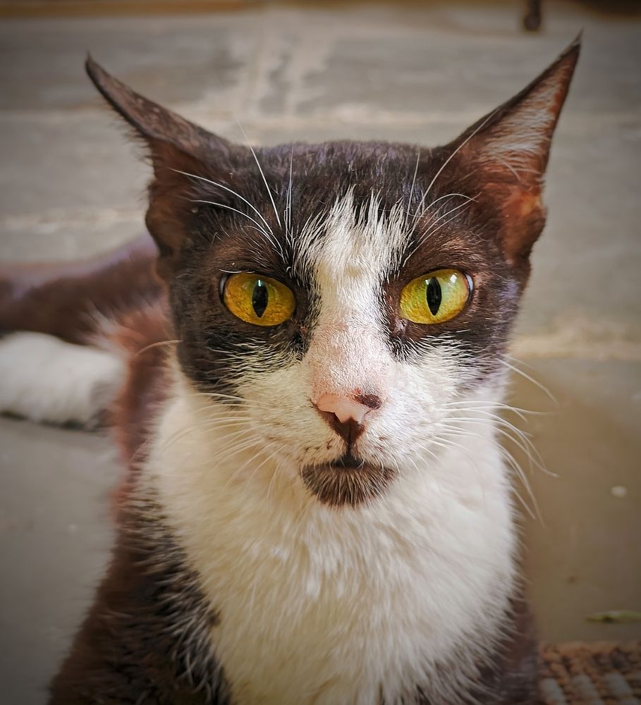 Whiskers That Melt Your Heart.