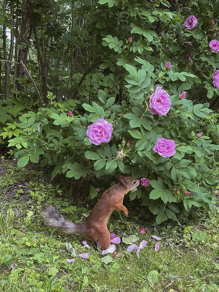 Photograph by Алиса Чугунова