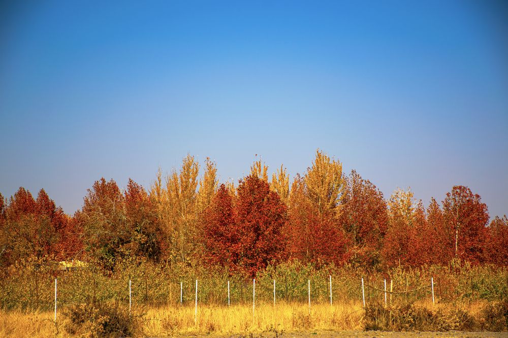 Photograph by Ehsan Etminan