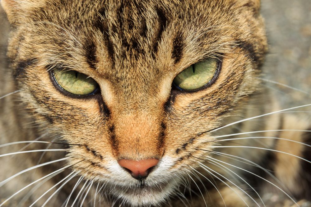 Photograph by Sergey Tsubanov