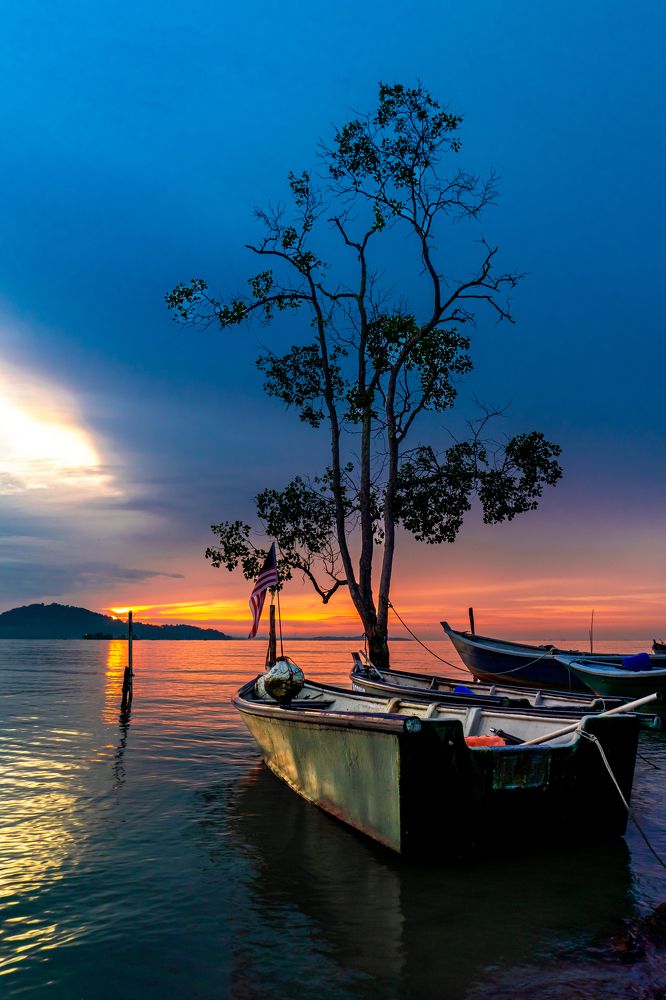 morning view of a single tree by the sea and a fishing boat