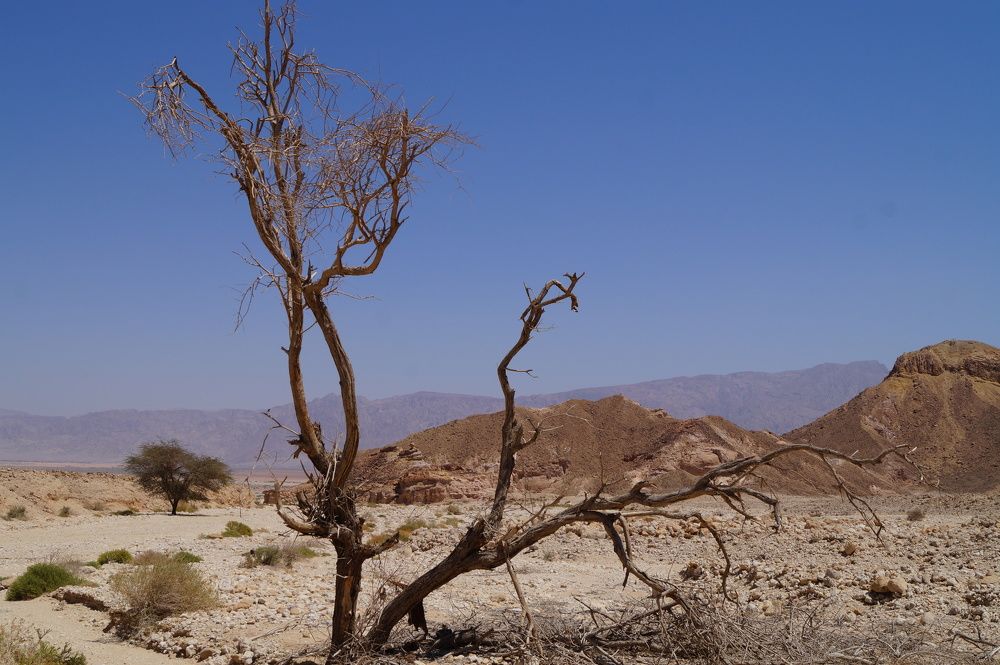 Photograph by Kaudex Kaudex