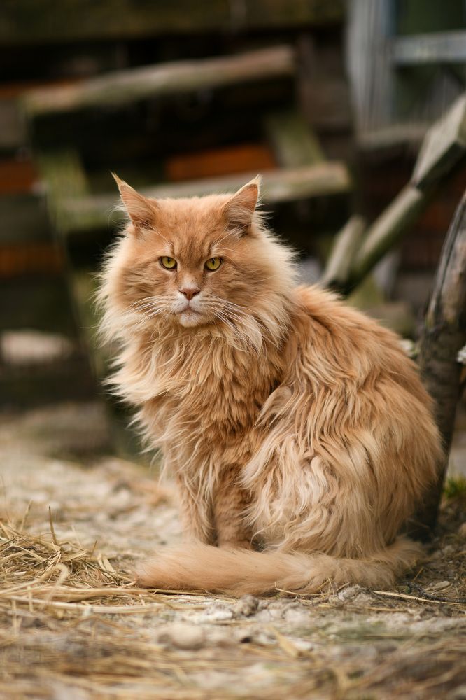 Фотография автора Алена Ковалёва