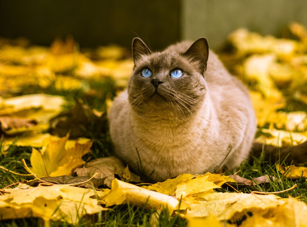 Photograph by Вячеслав Ват