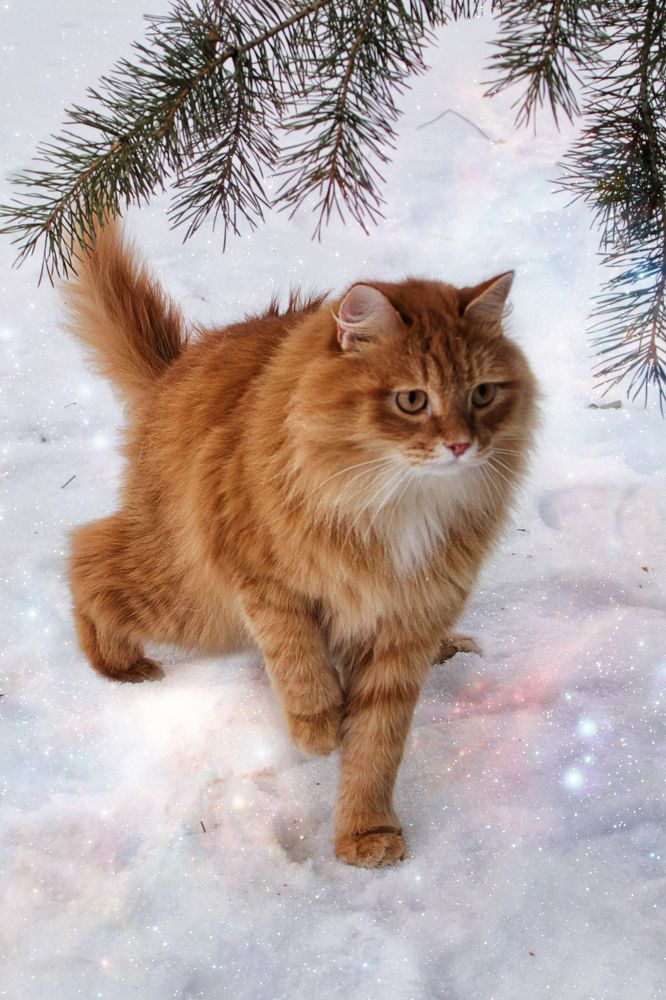 Photograph by Валерий Шорохов