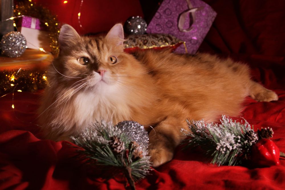 Photograph by Валерий Шорохов