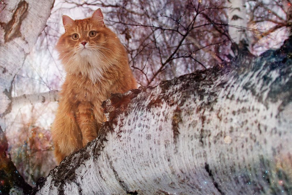 Photograph by Валерий Шорохов