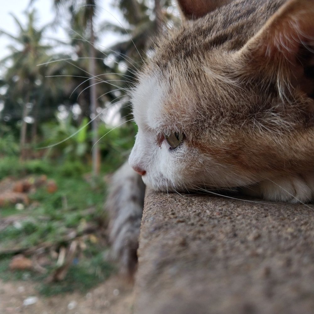 Photograph by Varsha Gatti