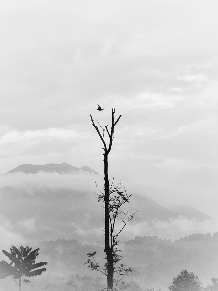 Фотография автора Shibnu Salman Pasha K