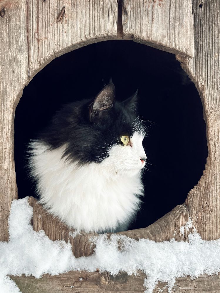 Кошка в домике