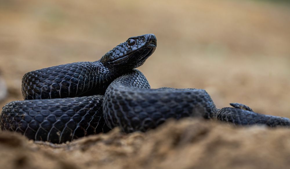 Photograph by George Alexandru Ghiuro