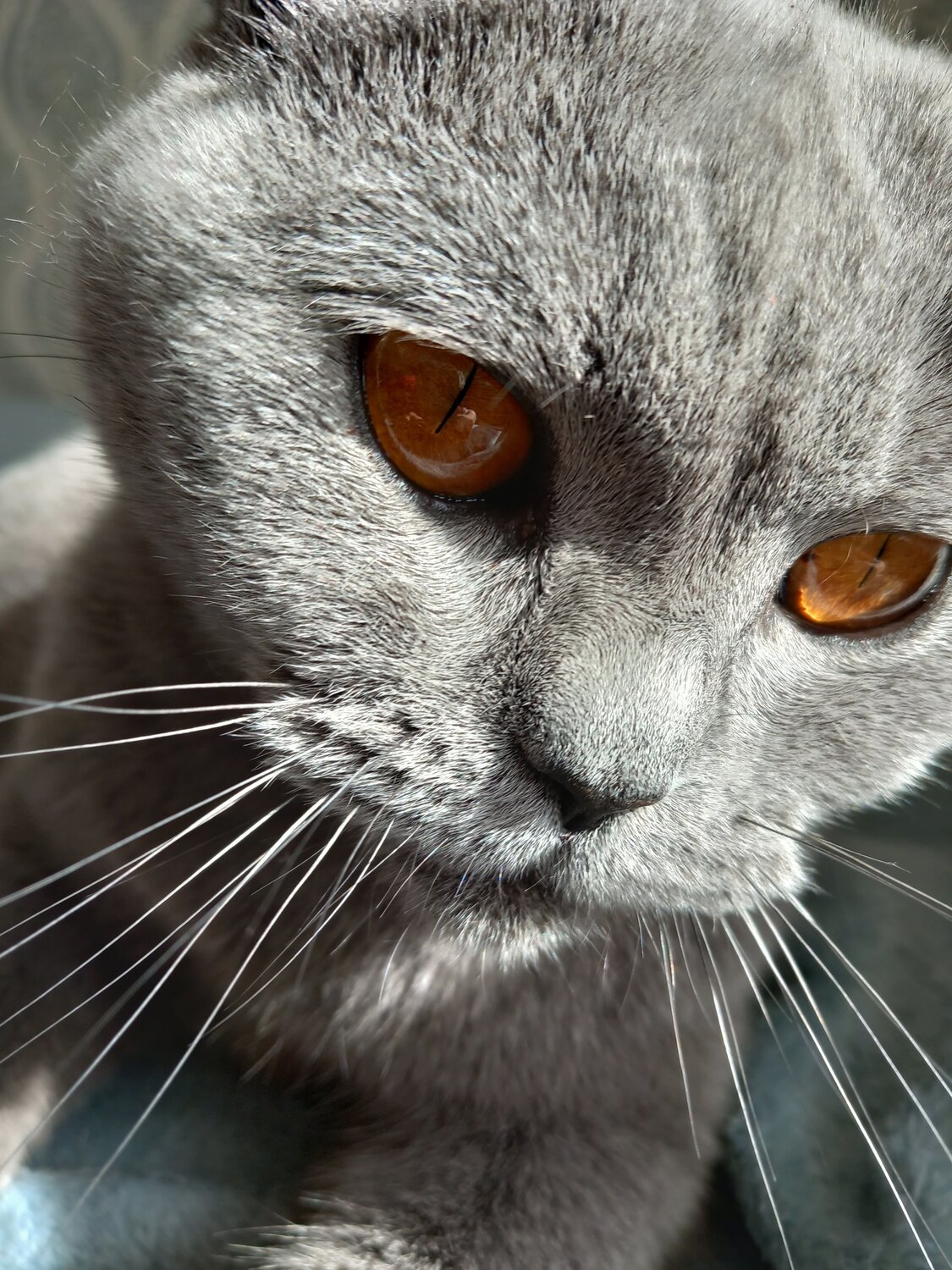 Photo #10712438