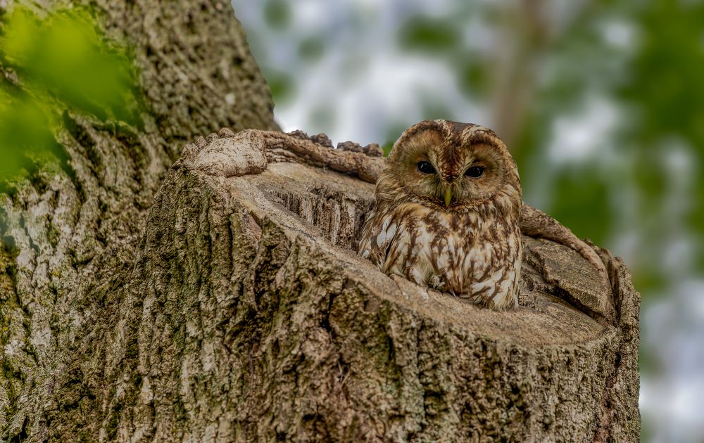 Photograph by George Alexandru Ghiuro