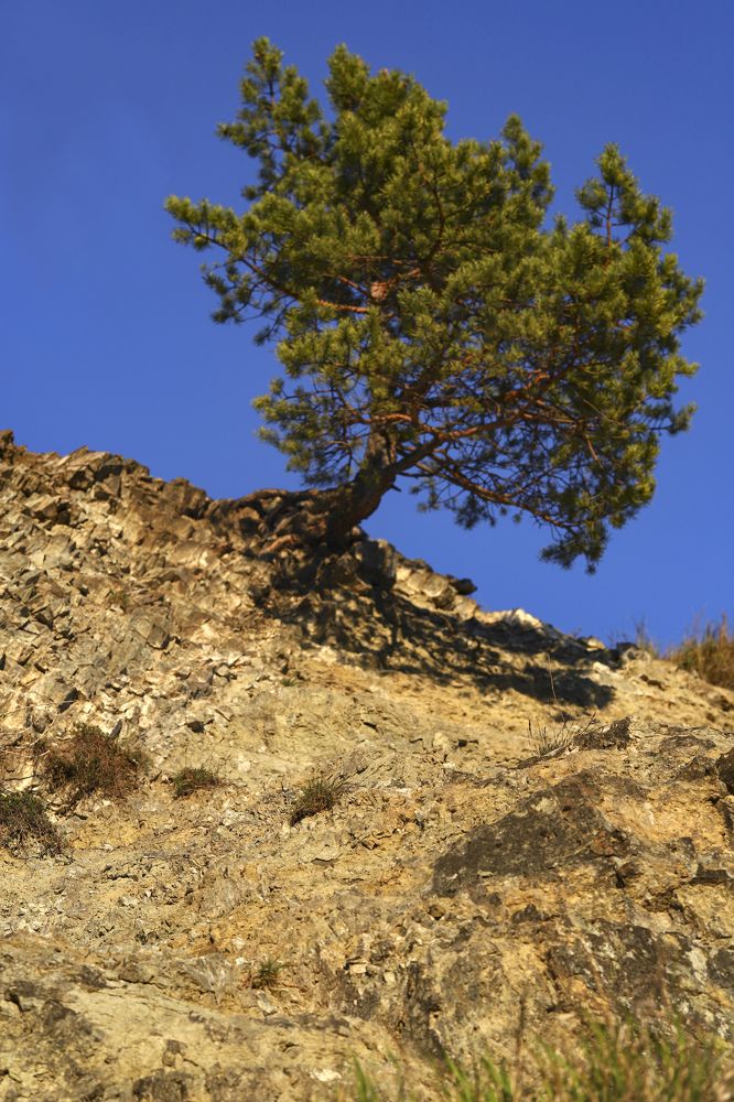 Фотография автора Светлана Цудзевич