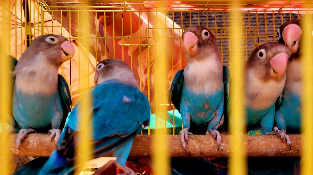 Photograph by Vidhya Darbar