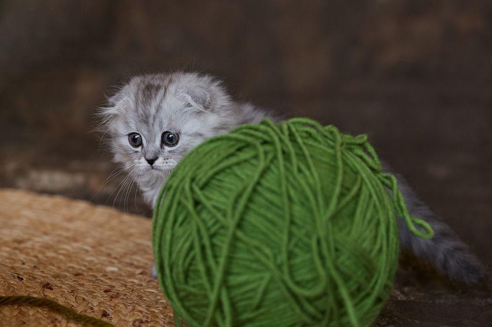 Photograph by Елена Харькова