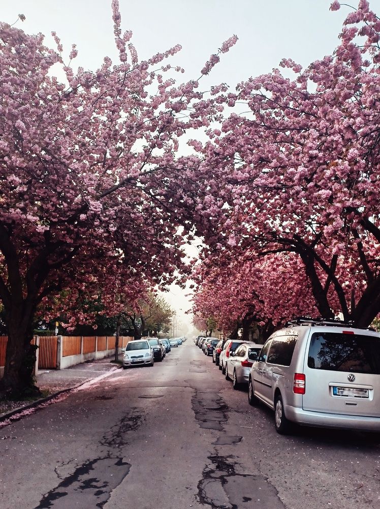 Photograph by Root Dariia