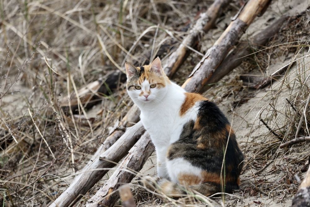 Photograph by Ольга Одаренко