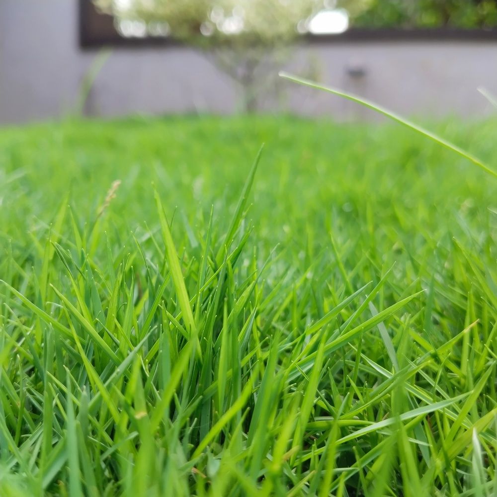 Beauty of green