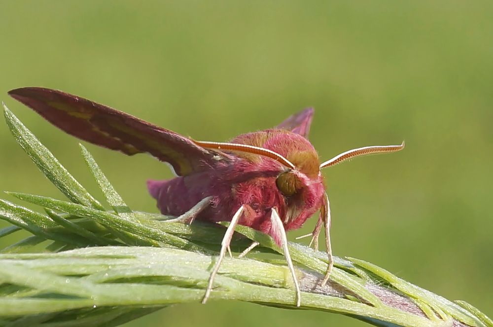 Photograph by Ольга Воронова
