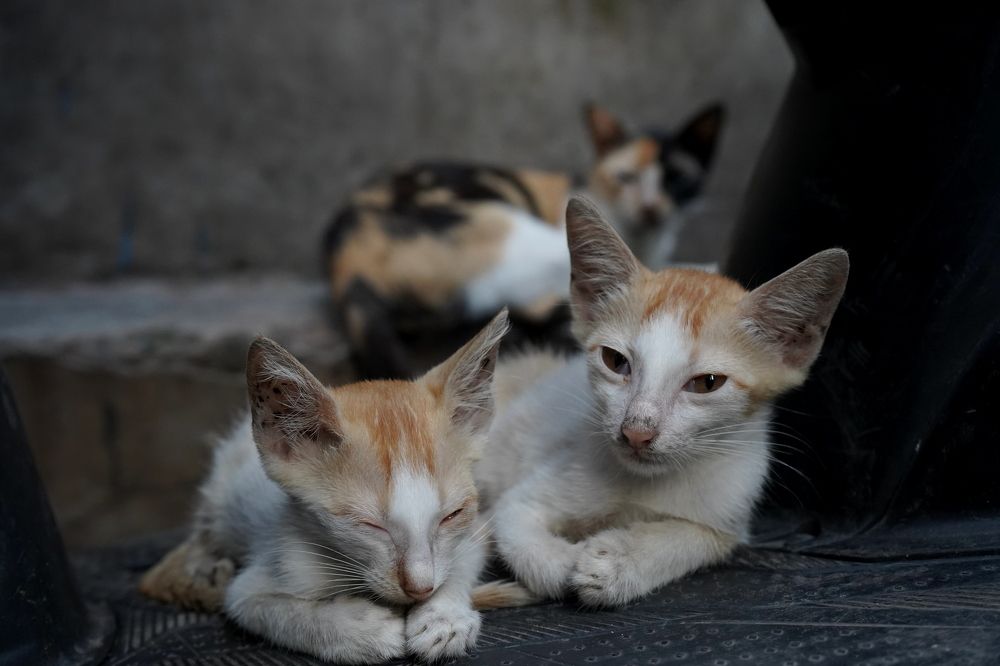 Фотография автора DEBASISH NAG