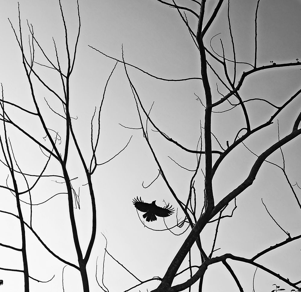 Photograph by Montaisir Ahmed