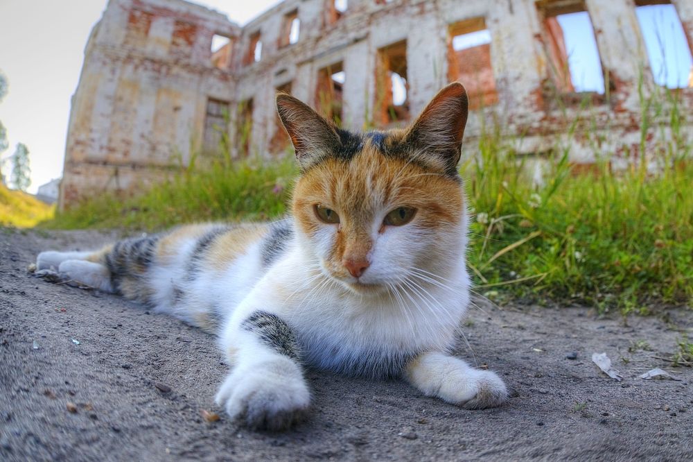 Photograph by PERESHEIN ANDREY