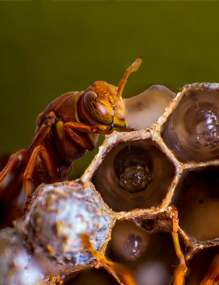 Photograph by Dewindu H. Fernando