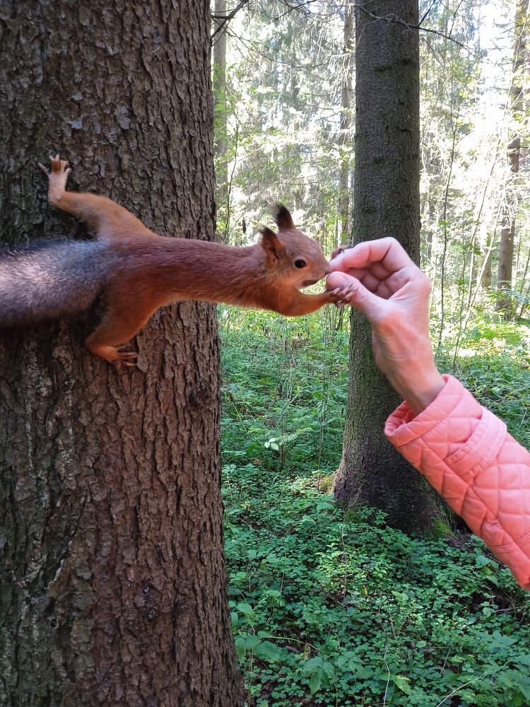 Photograph by Эльвира