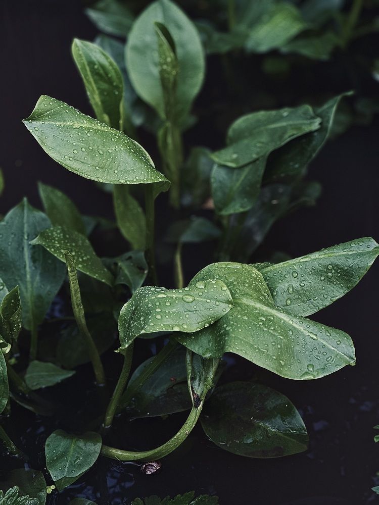 Photograph by Диана Бадеева