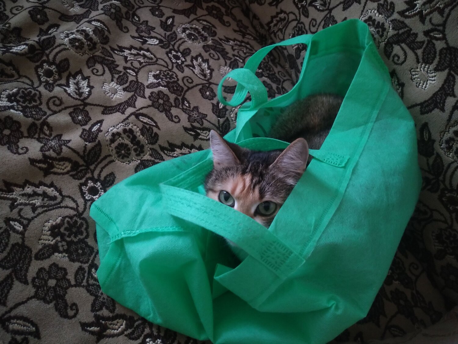Photo #10713415