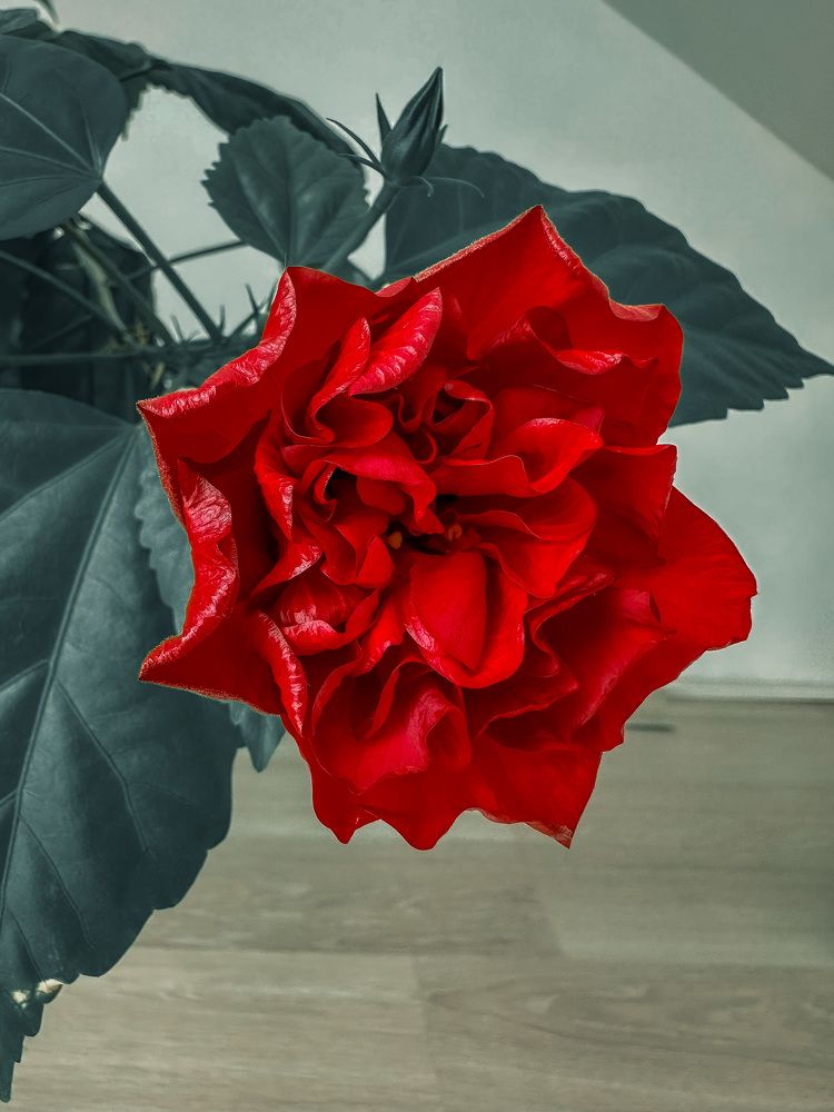 Photograph by Денис Нарышев