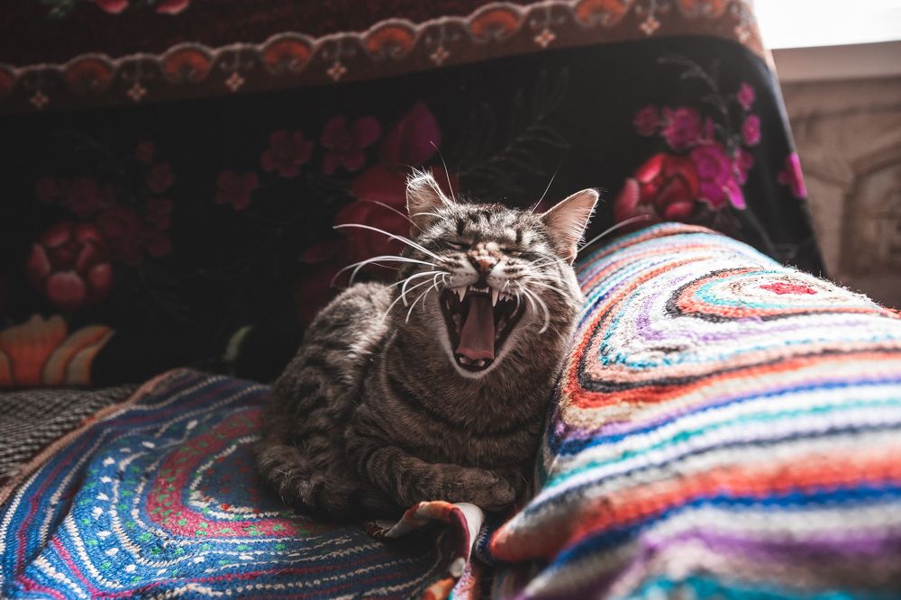 Фотография автора Артём Пышкин