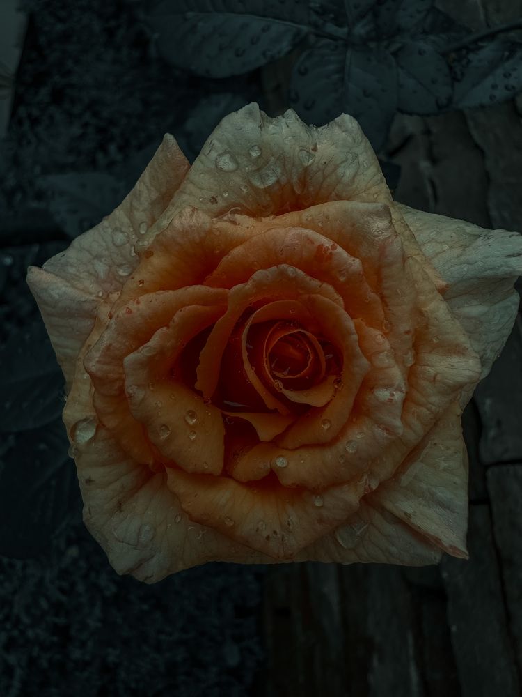 Photograph by Денис Нарышев