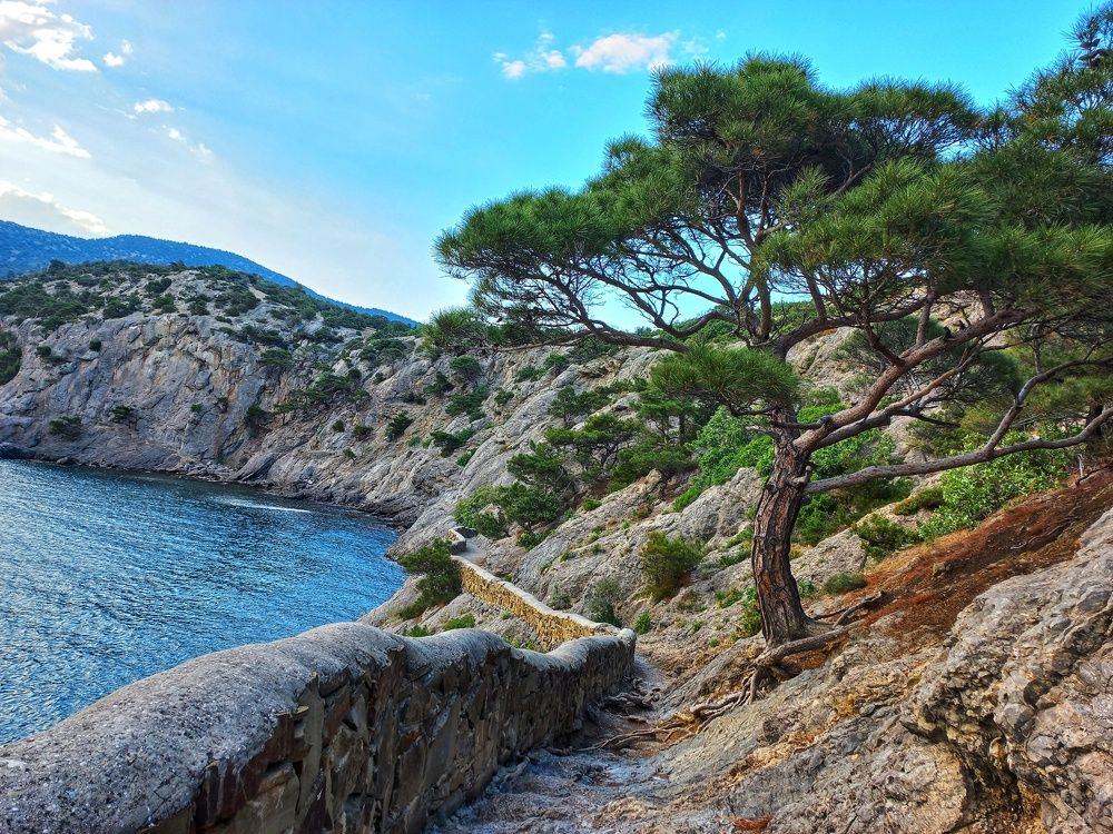 Сосна Станкевича