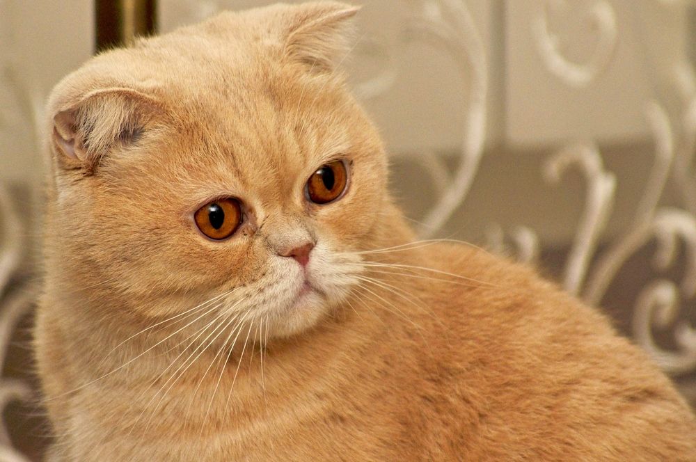 Photograph by Александр Глебов