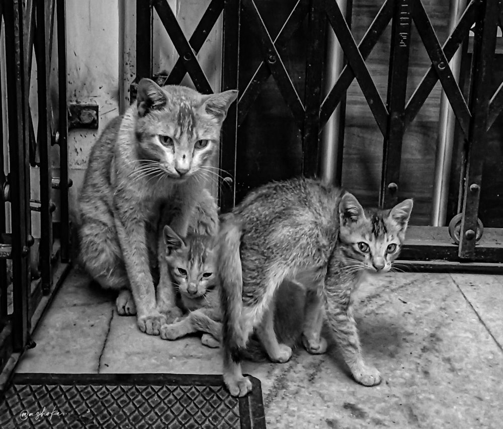 Фотография автора ASHOKE MALLICK
