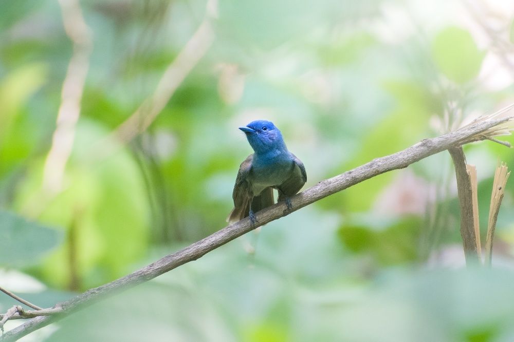 Photograph by Pritam Mandal