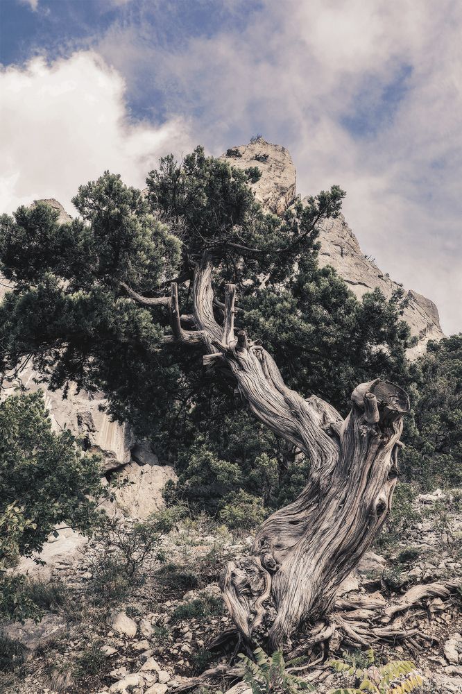 Фотография автора  Eirene