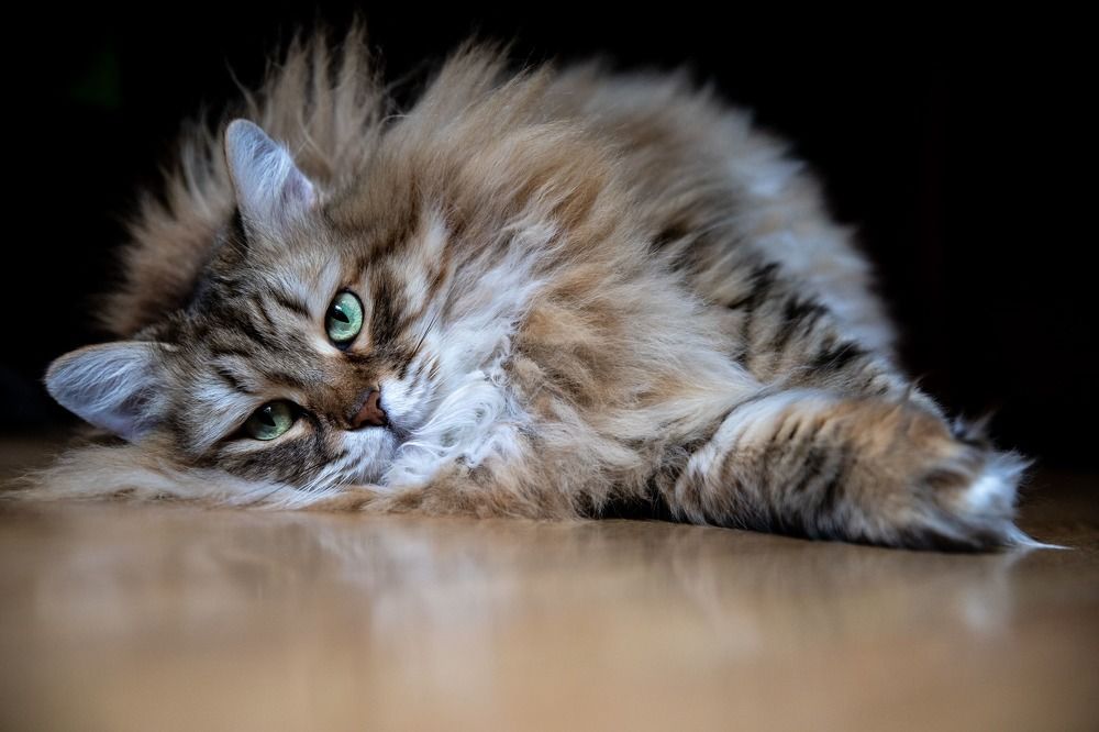 Photograph by Владимир Охрименко